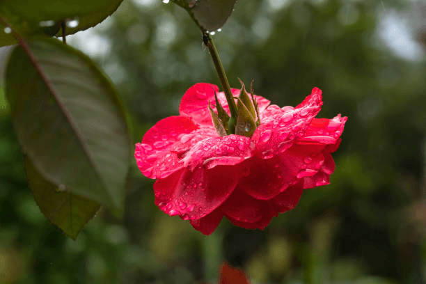 Pink rose bloom with raindrops