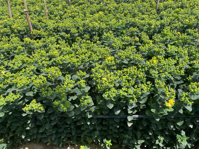 Hypericum Green variety