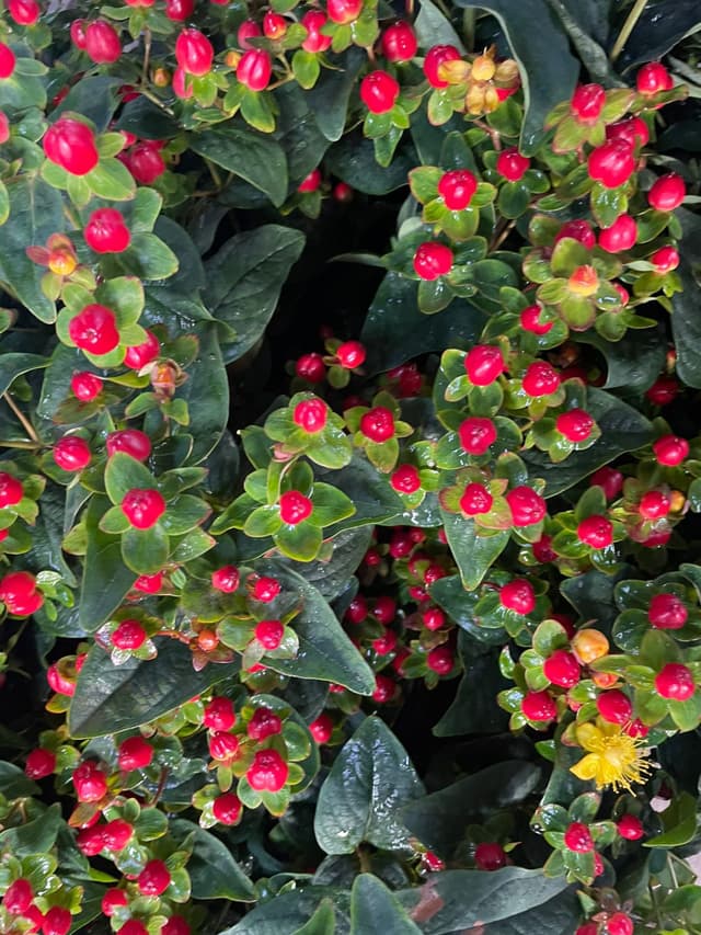 Hypericum pink variety