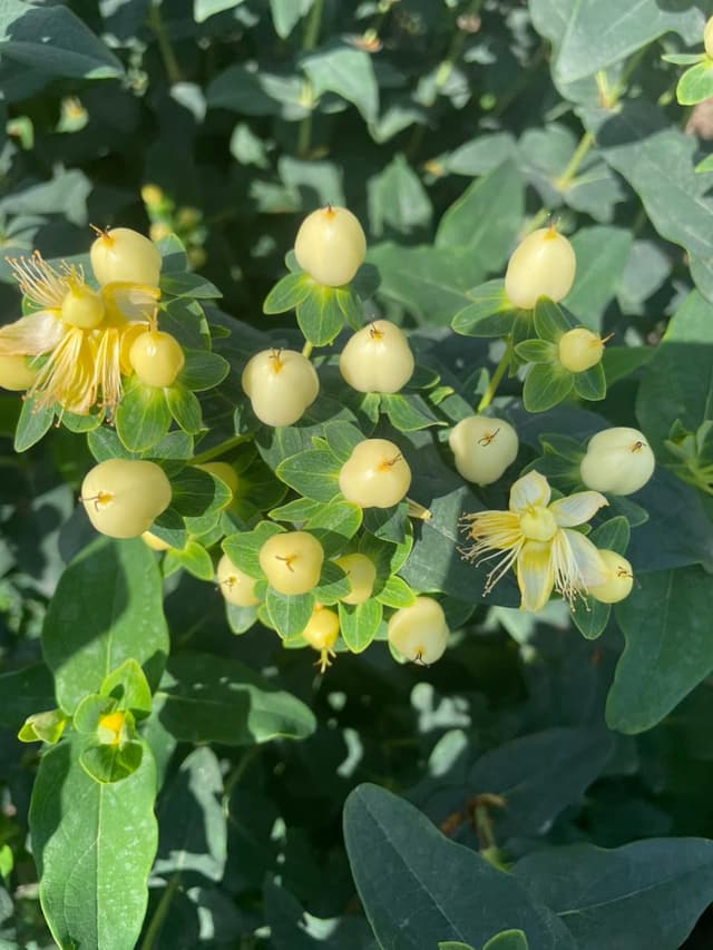 Hypericum white variety