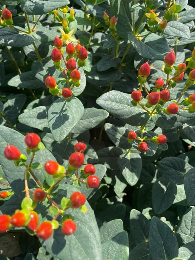 Hypericum Brown variety